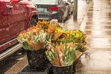 easter flowers in falling snow: tulips fresh cut in bunches for sale on sidewalk in spring shot...