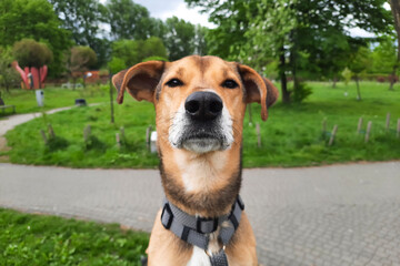 Funny dog ​​looks seriously at the camera. Photo for document, passport. Portrait of mongrel pet in city park.
