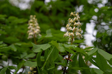 White chestnut flower and green leaves.