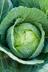 Fototapeta premium Fresh organic cabbage head growing in the garden. Growing own fruits and vegetables in a homestead.