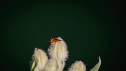 Frame photograph insect on plant in nature with unfocused green background