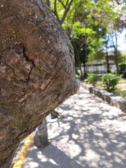 Arboles en la ciudad