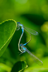 Pareja de Libélulas apareándose en Madrid