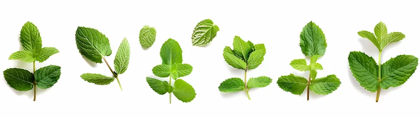 Poster Mint leaves isolated on a white background,  generative AI  © Abul