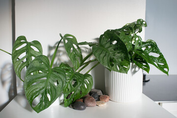Beautiful split-leaf philodendron in a domestic kitchen. © Majopez