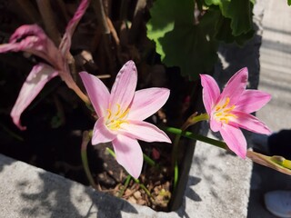 pink flowers © Omar