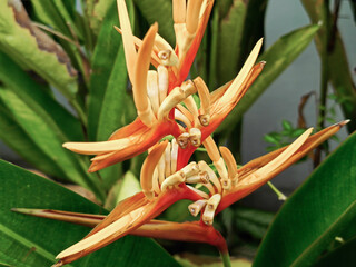 Heliconia psittacorum is a tropical evergreen perennial herb that is native to South America and the Caribbean