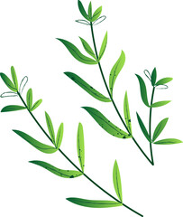 Tarrageen green healthy organic food