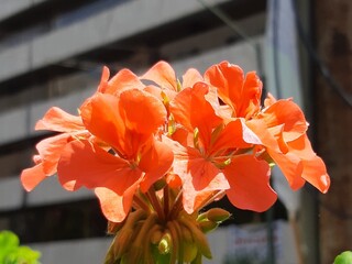 Flor de color rojo