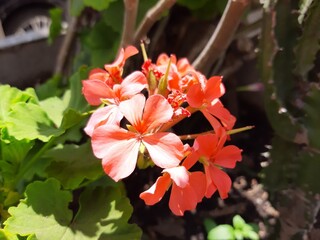 Flor de color rojo