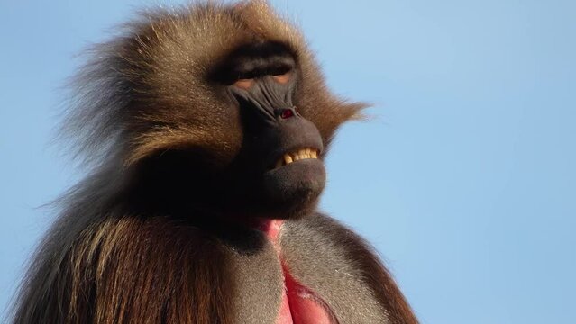 Close view of a male baboon head looking aound