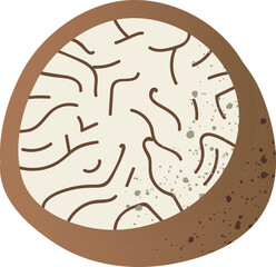 Piece nutmeg fresh organic nut