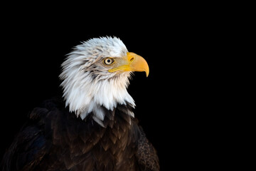 Bald eagle, usa national symbol of independence, freedom and patriotism, looking at camera.