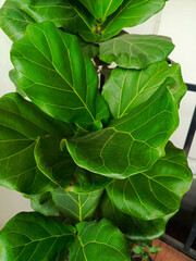 The fiddle-leaf fig (Ficus lyrata) is a tropical tree native to West Africa's rainforests that is often cultivated as an ornamental plant.