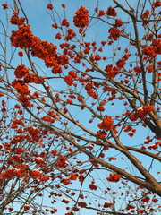 red berries on a branch