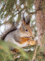The squirrel with nut sits on tree in the winter or late autumn