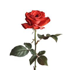 A stunning red rose stands out against a transparent background showcasing its beauty