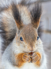 Obraz premium The squirrel with nut sits on tree in the winter or late autumn