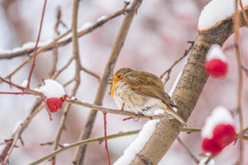 Cute bird the European Robin, Erithacus rubecula. sitting on the tree branch in winter.