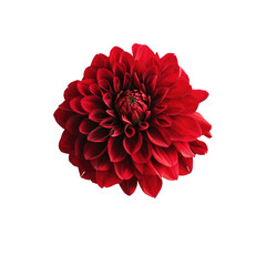 A stunning red flower stands out against a transparent background