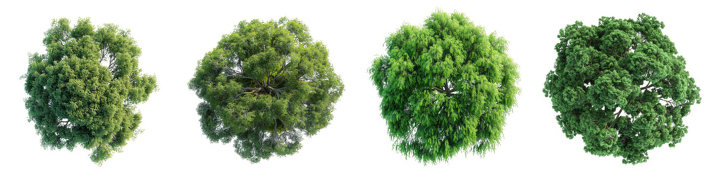 Horse Chestnut Trees Top View  Hyperrealistic Highly Detailed Isolated On Transparent Background Png File