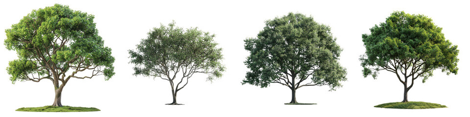 Ash Tree  Hyperrealistic Highly Detailed Isolated On Transparent Background Png File
