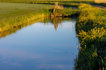 Spring landscape with flat, low land and green meadow, Typical Dutch polder with sunlight in...