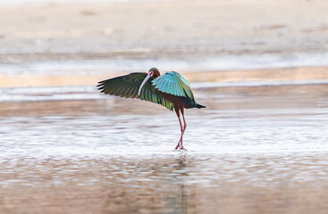 A Glossy Ibis bird at the height of its breeding season flapping its colorful wing feathers while wading in a shallow lake. - obrazy, fototapety, plakaty
