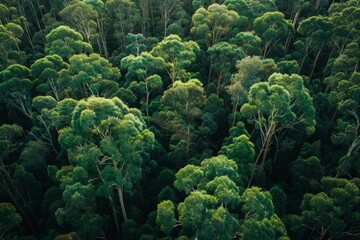 Dense Bushland Nature's Embrace: A Luxuriant Green Forest Alive with Trees and Abundant Foliage.