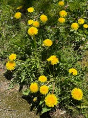 yellow flowers in the garden