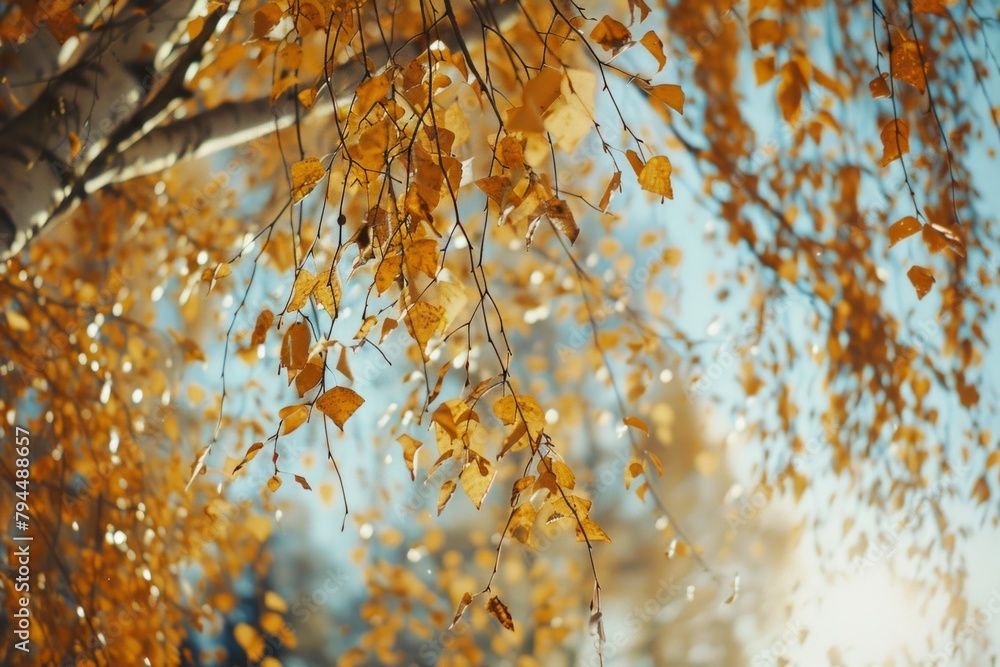 Poster twin trees: a delicate balance of a tree in focus and another in the distance. hanging birch twigs