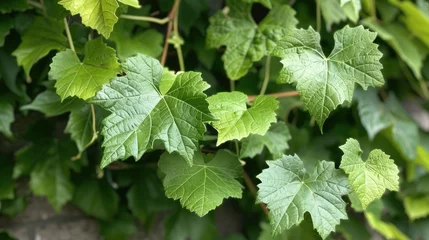 Türaufkleber Fresh Green Leaves Adorning Grapevine in the Yard © 2rogan