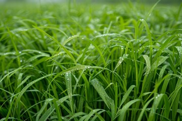 Perennial Ryegrass Lolium Perrenne Golden Prairie: A Flourishing Field of Tall Grass Glowing under the Sun's Brilliance.