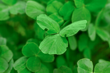 Fototapeta na wymiar Green background from clover leaves