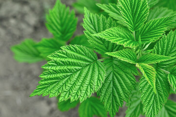 Raspberry leaves on a gray background. Health concept