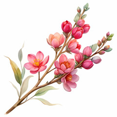 Obraz premium a beautiful pink wax flower twig and bud over a tr