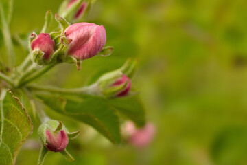 apple tree blossom close-up against a green background