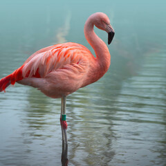 Single flamingo standing in the pond