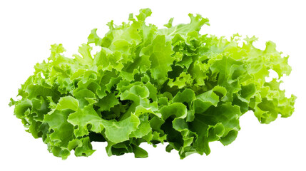 Obraz premium Green lettuce salad