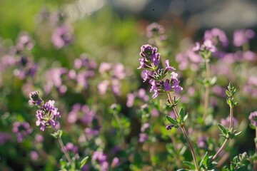 Thyme Thymus vulgaris Macro shot of a leafy green plant adorned with sparkling water droplets. Serene and invigorating nature.