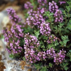 Obraz premium A carpet of green plants with pops of enchanting purple flowers. Breathtaking harmony in the countryside. Thyme Thymus vulgaris