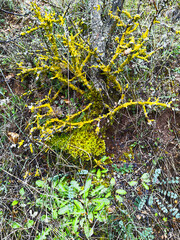 moss on a tree