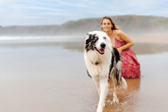 border collie dog with blue eyes walking on the beach near his owner. 
