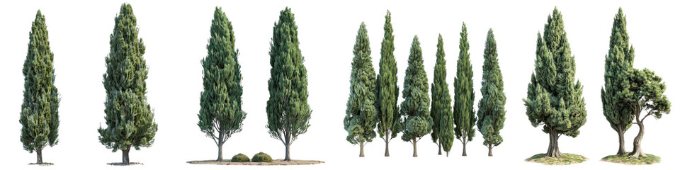 Cypress Trees   Hyperrealistic Highly Detailed Isolated On Transparent Background Png File
