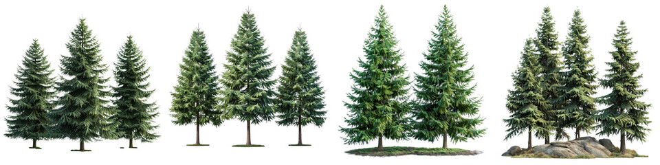 Douglas Fir Trees Hyperrealistic Highly Detailed Isolated On Transparent Background Png File