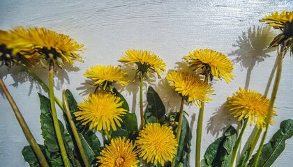 luxury floral oil painting gold dandelions on white background generative ai