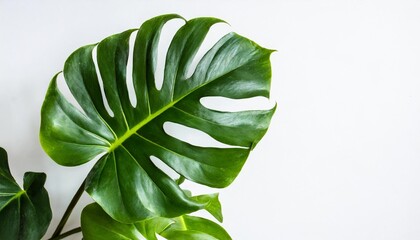 monstera leaves leaves with isolate on white background leaves on white