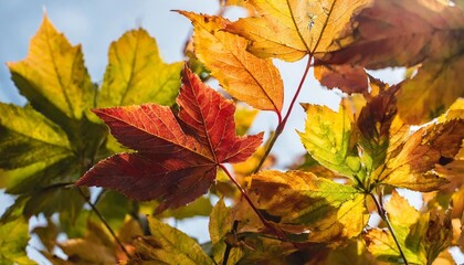 colorful watercolor fall leaves