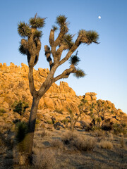Low angle view of a yucca in joshua tree national park with rocks in background at sunset