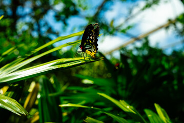 Butterfly on a Flower